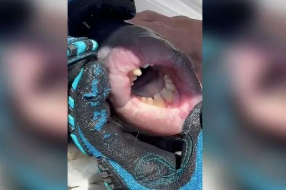 IMATE LI IDEJU U ŠTA GLEDATE? Deluje kao prizor iz STOMATOLOŠKE ORDINACIJE, a istina će vas ZAPANJITI (VIDEO)