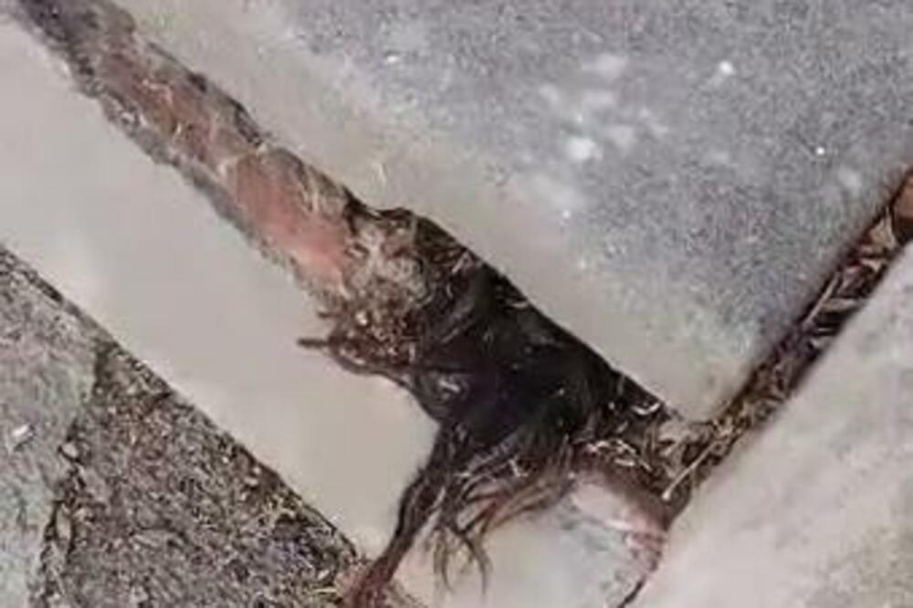 JEZIV PRIZOR NA GROBLJU: Video je da nešto viri, ZALEDIO SE U TRENU (VIDEO)