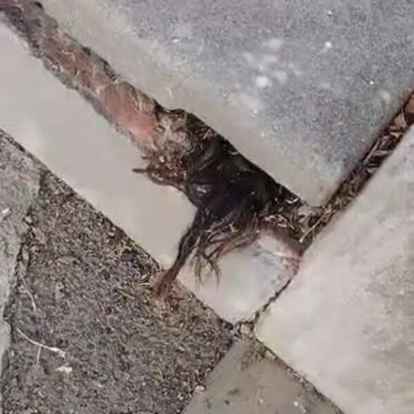 JEZIV PRIZOR NA GROBLJU: Video je da nešto viri, ZALEDIO SE U TRENU (VIDEO)