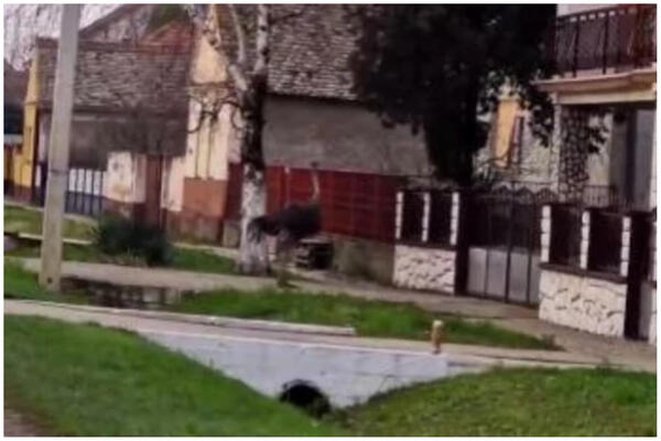 POJAVIO SE NASLEDNIK CRNOG PANTERA: Snimljen u Vojvodini NA DELU, pogledajte ga (VIDEO)