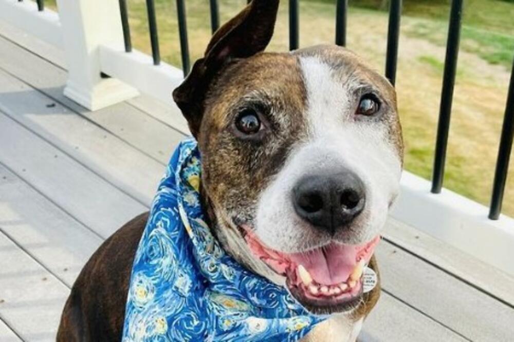 DEČKO TREBA DA PLATI POREZ NA PSA, STIGLA MU I OPOMENA: Evo i kako izgleda, da se ne iznenadite ako dobijete!