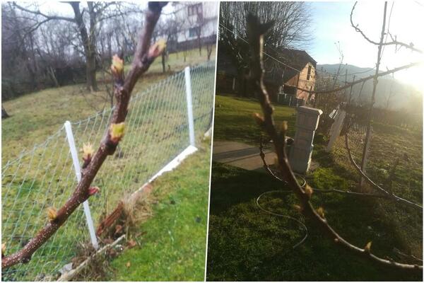 ČUDO PRIRODE KOD TOPOLE USRED ZIME! Dragan nije mogao da veruje svojim očima, OSTAO BEZ TEKSTA! (FOTO)