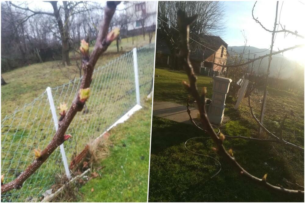 ČUDO PRIRODE KOD TOPOLE USRED ZIME! Dragan nije mogao da veruje svojim očima, OSTAO BEZ TEKSTA! (FOTO)