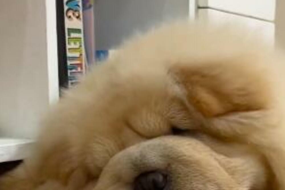 NIKO NIJE LENJ KAO OVAJ MEDENI PAS: Čak ga ni hrana ne motiviše da se POMERI, teško da ste videli nešto slično!