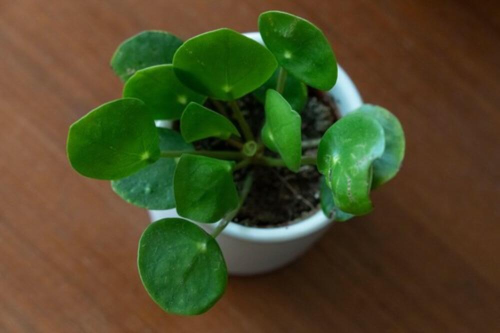 OVA KINESKA BILJKA DONOSI BOGATSTVO I MIR U KUĆU: I sam NAZIV joj ASOCIRA NA NOVAC, izgleda OVAKO (FOTO)