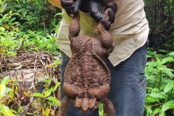 NAUČNICI PRONAŠLI DŽINOVSKU ŠTETOČINU: Mislili su da je igračka, a onda OTKRILI PRAVU ISTINU