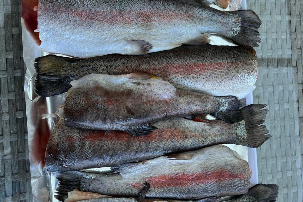 OVA RIBA MOŽE IZAZVATI SMRTNOSNU INFEKCIJU A SKORO SVI SRBI JE JEDU: Dovodi do TEŠKE BOLESTI i POBAČAJA, ČUVAJTE SE