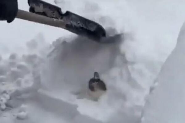 ČISTIO SNEG, PA SE ŠOKIRAO PRIZOROM: Zatrpana snegom se nalazila mala MACA, svi se pitaju samo JEDNO (VIDEO)