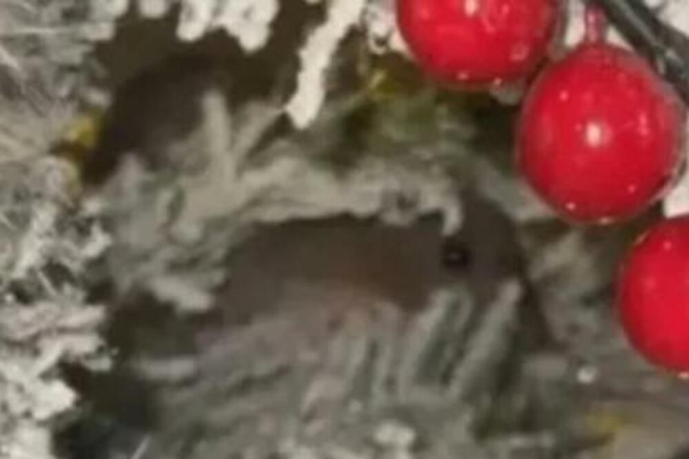 ĐINA JE PRIMETILA DA CRNE OČI BULJE U NJU IZ JELKE: Ono što je izašlo prestravilo ju je, KAKAV ŠOK! (VIDEO)