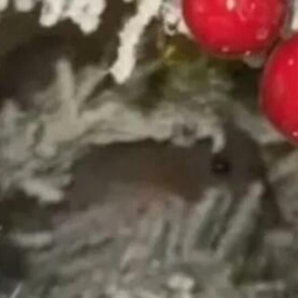 ĐINA JE PRIMETILA DA CRNE OČI BULJE U NJU IZ JELKE: Ono što je izašlo prestravilo ju je, KAKAV ŠOK! (VIDEO)