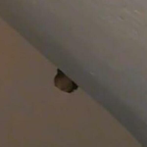 ČULA JE BUKU U ZIDU A ONDA SE SLEDILA OD PRIZORA KOJI SE POJAVIO: Glava je samo izvirila, AUUU! (VIDEO)