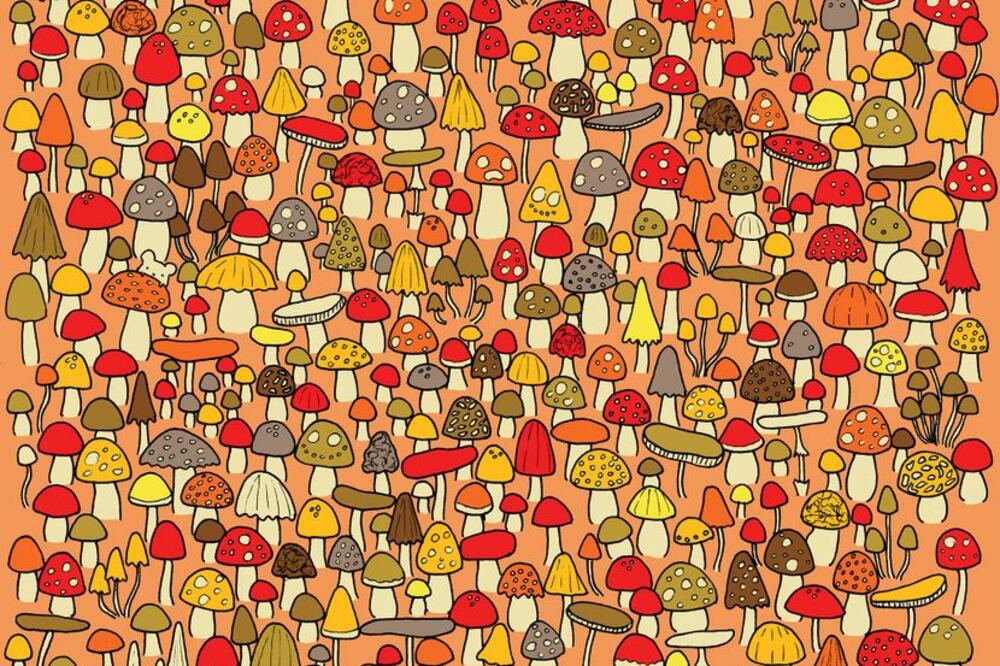 ZA KOLIKO MOŽETE PRONAĆI MIŠA U OVOM MORU PEČURAKA? Rekord je 9 sekundi! (FOTO)