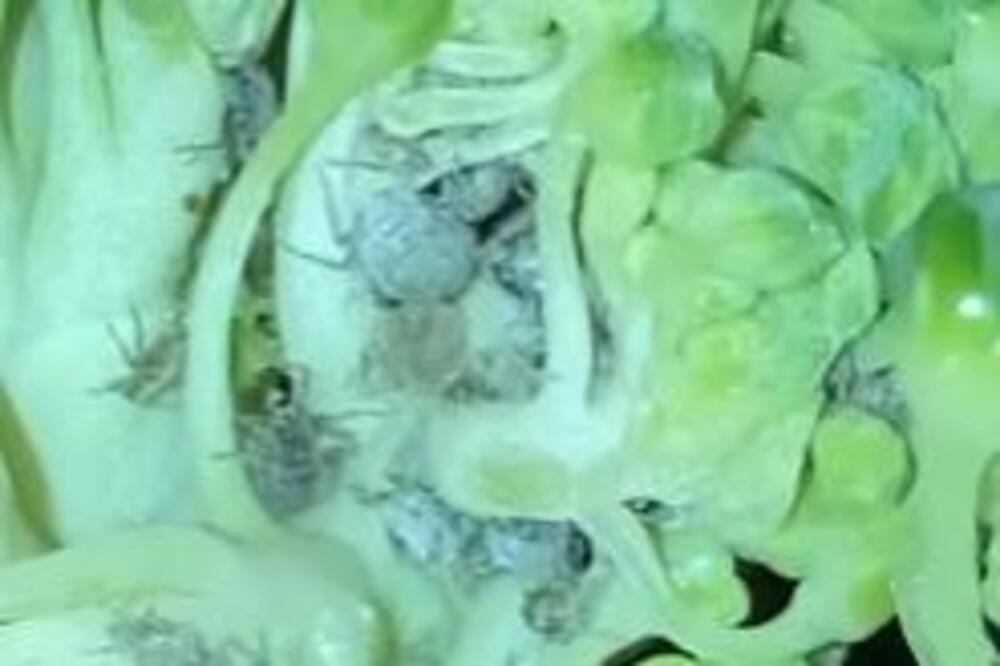 U OVOJ NAMIRNICI SE NALAZI HEMIKALIJA KOJA MOŽE DA SPREČI MOŽDANI UDAR Ključna je u čuvanju od GLAVNOG UZROKA SMRTI