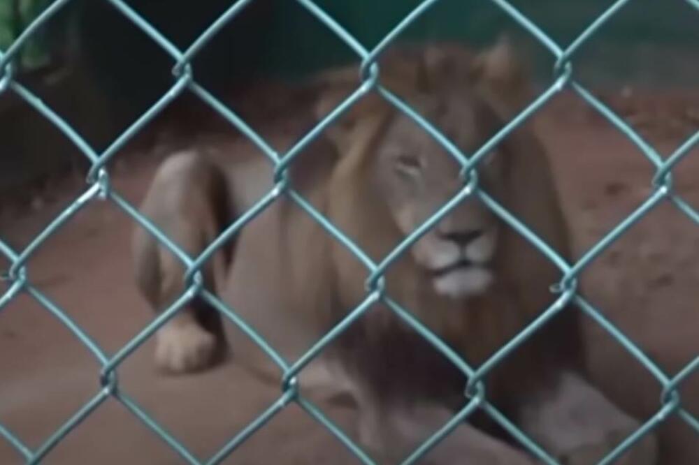 PIJANA ŽENA USKOČILA U KAVEZ SA LAVOM: Jeziv snimak kruži internetom! (UZNEMIRUJUĆI VIDEO)