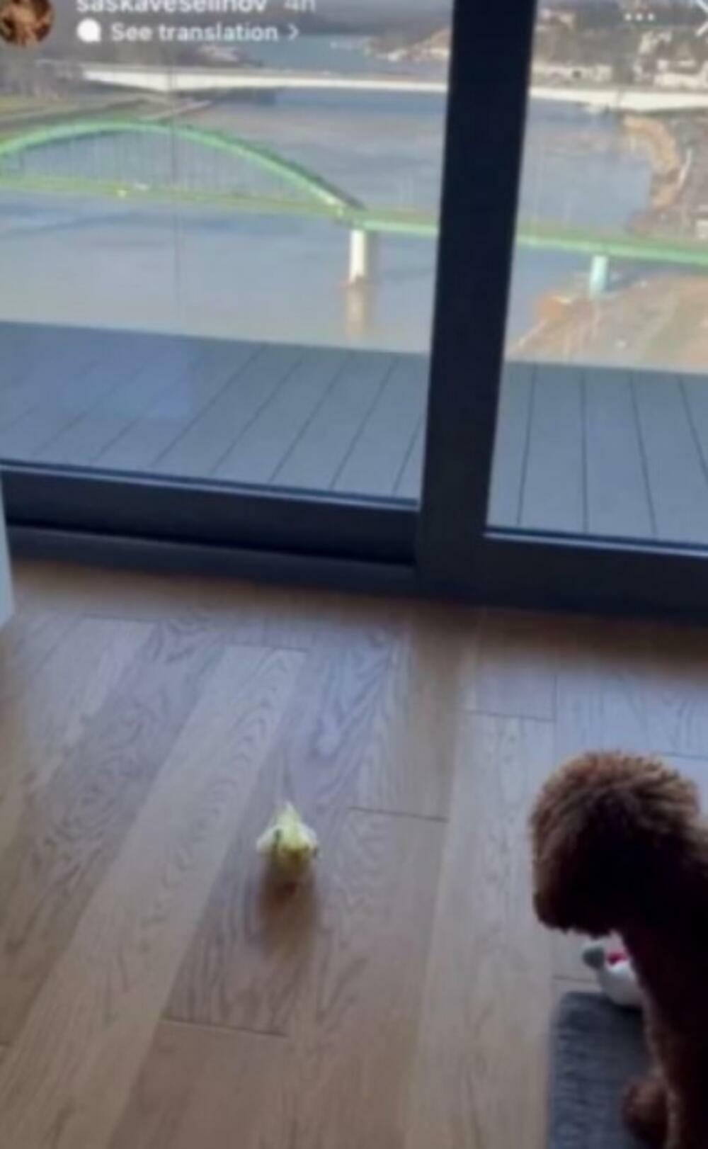 Objava Saške Veselinov