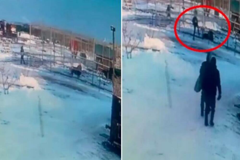 PIJANU RUSKINJU NAPAO LAV, SNIMAK GLEDAJTE NA SVOJU ODGOVORNOST: Nije za svakoga! (VIDEO)