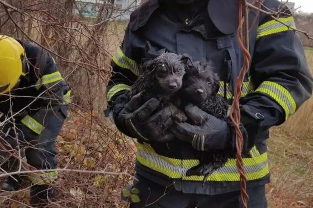 SLIKA DANA STIŽE IZ ZRENJANINA: Štenci izvučeni iz ŠAHTE, konačno u rukama HEROJA koji su ih spasili SIGURNE SMRTI!