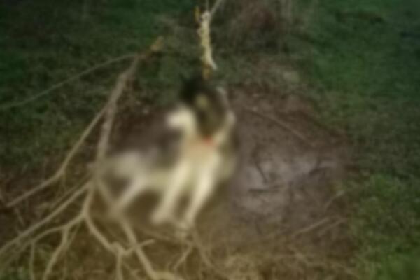 "KOLIKO TREBA DA BUDEŠ PSIHOPATA?": Čisto zlo kod Velike Plane, veći UŽAS od ovoga nećete VIDETI (UZNEMIRUJUĆE)