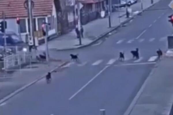 DRAMATIČAN SNIMAK IZ SJENICE KRUŽI INTERNETOM: Čopor pasa lutalica napao DEČAKA! (VIDEO)