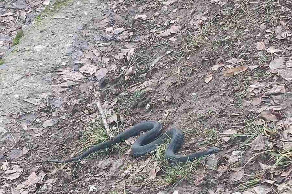 CRNA ZMIJA USRED ZIME NIKAKO NE MOŽE BITI DOBRO: Njihov izlazak je LOŠ ZNAK, meštani Priboja u ŠOKU! (FOTO)