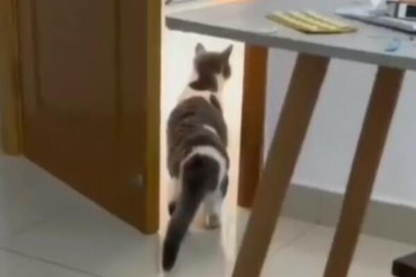 OVA MAČKA JE KRALJICA INTERNETA: Ne može da PODNESE LJUDE! A to što uradi kad ih vidi ne NEPROCENJIVO (VIDEO)