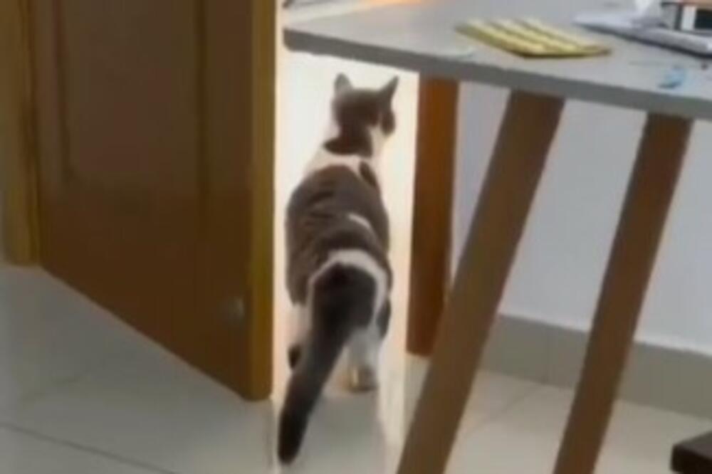 OVA MAČKA JE KRALJICA INTERNETA: Ne može da PODNESE LJUDE! A to što uradi kad ih vidi ne NEPROCENJIVO (VIDEO)