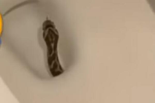 PODIGLA DASKU OD WC ŠOLJE I ODMAH POZVALA POMOĆ: To nije sve, NAJGORE je tek USLEDILO (VIDEO)