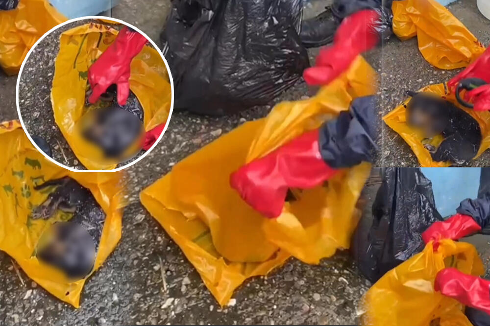 UZNEMIRUJUĆI SADRŽAJ! "KAKO ĆEMO NAKON OVOGA MIRNO DA SPAVAMO?" Pojavio se snimak iz prihvatilišta za pse u Boru!