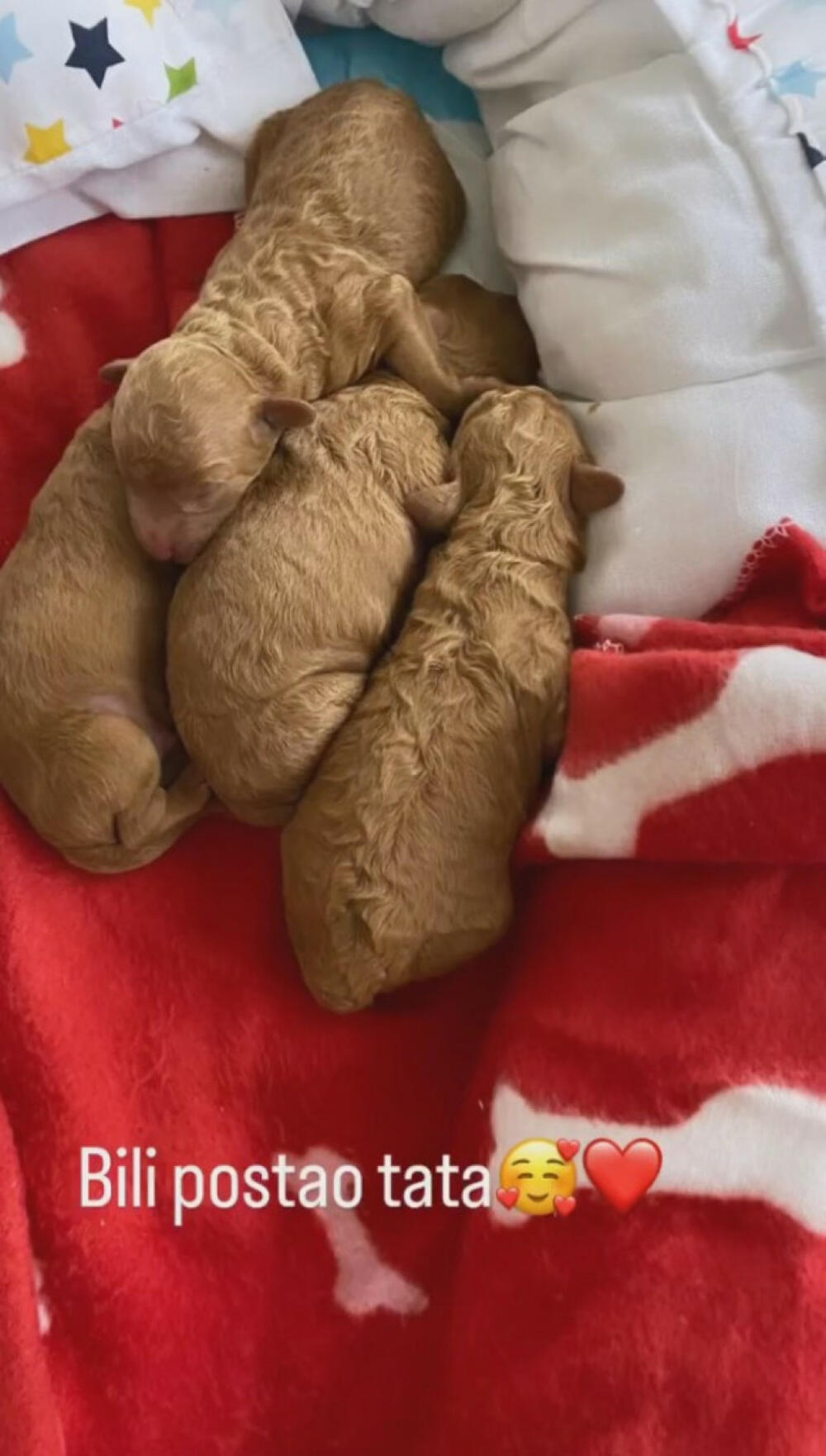 Ćetkovići dobili 4 prelepe kuce