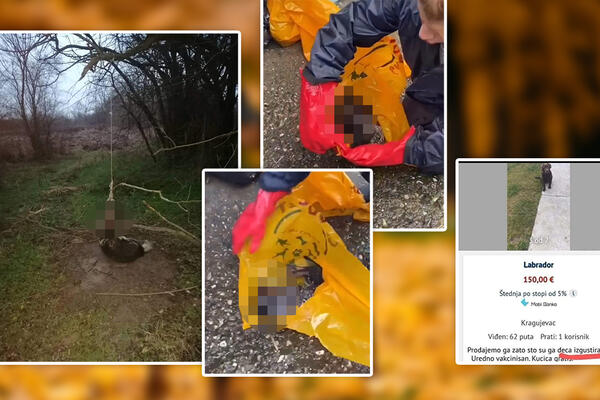 IZGUSTIRALI PSA, ŠTENCE STAVLJALI U ZAMRZIVAČ, ŽENKICI ODSEKLI ŠAPICE: Sve ovo se desilo OD POČETKA 2023. GODINE!