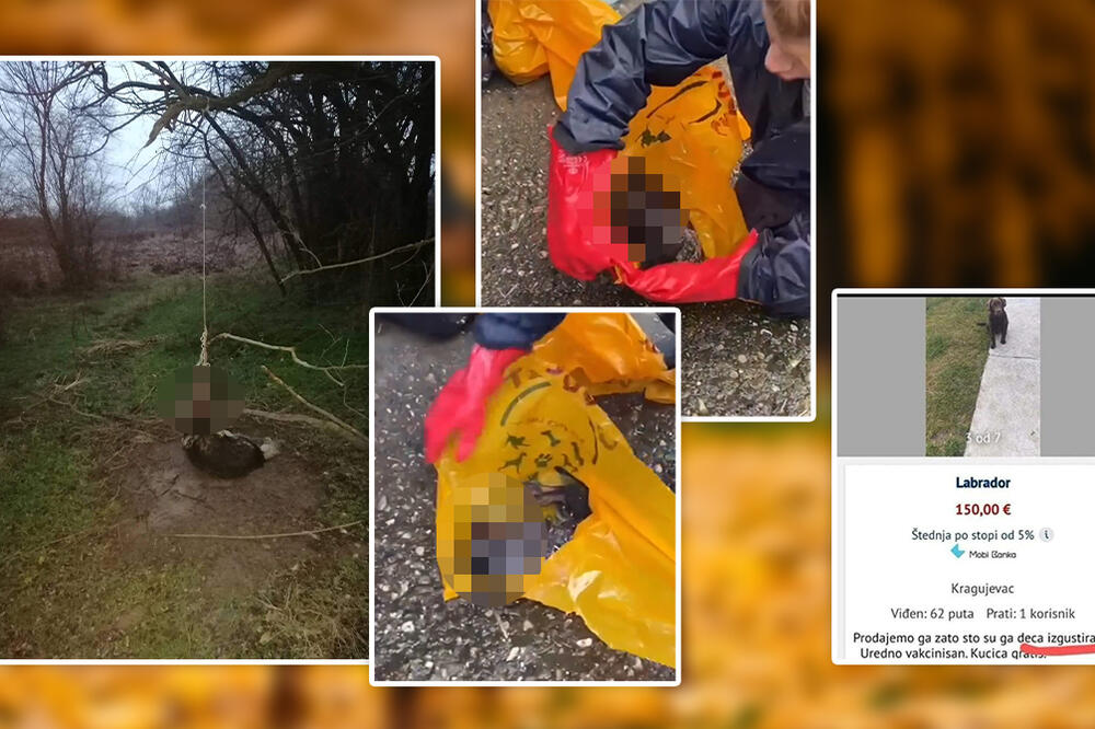 IZGUSTIRALI PSA, ŠTENCE STAVLJALI U ZAMRZIVAČ, ŽENKICI ODSEKLI ŠAPICE: Sve ovo se desilo OD POČETKA 2023. GODINE!