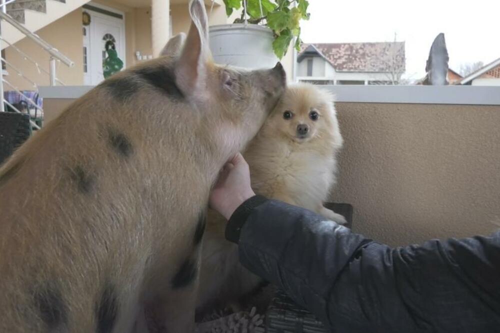 VIKTORIJA JE BILA ODBAČENA I NA IVICI SMRTI: Danas joj je PAS najbolji prijatelj i živi u kući umesto U SVINJCU