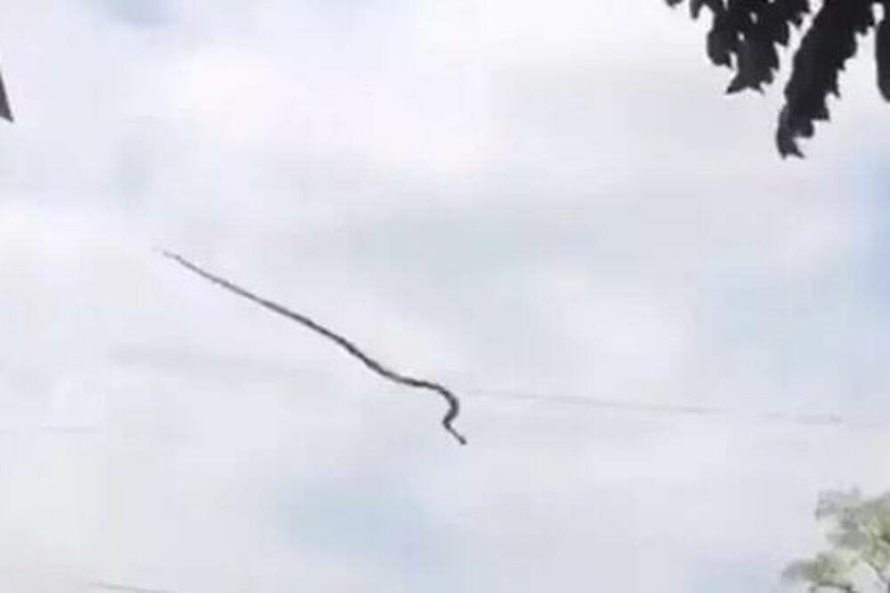 LJUDI ISPREPADANI BIZARNI PRIZOR ZMIJE: Svašta su viđali, ali je ovo prešlo SVAKU MERU (VIDEO)