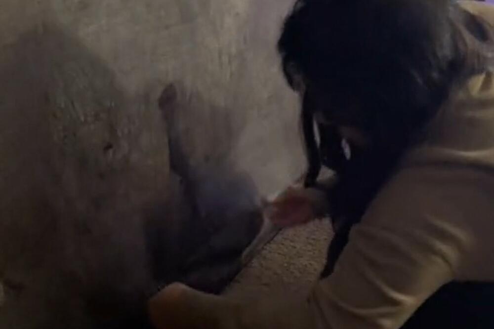 ŽENA OTVORILA KAUČ DA NAĐE DALJINSKI, A ONO...: Kad je ugledala šta unutra ima POKAJALA SE što je "ČAČKALA MEČKU"