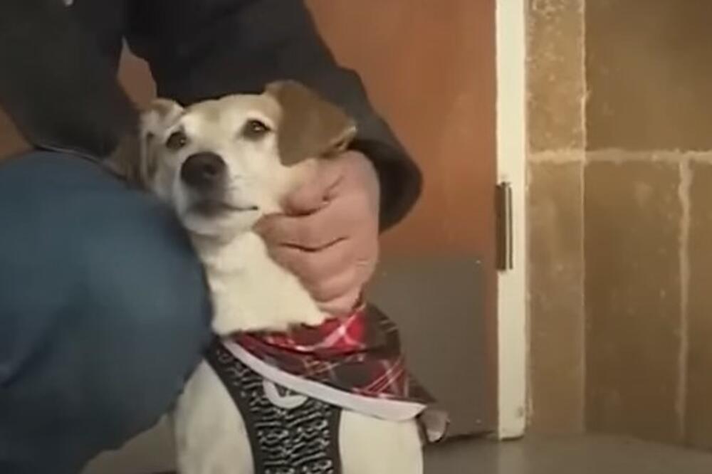 MEDENA KUCA NESTALA PRE VIŠE OD PET GODINA, A ONDA SE DESILO PRAVO MALO ČUDO: Ponovni susret je bio MAGIČAN (VIDEO)