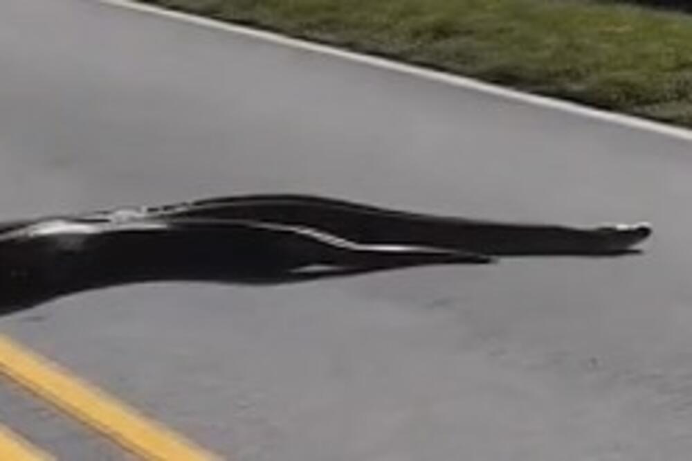 ŠETAO JE PLAŽOM, PA UGLEDAO GROZOMORNI PRIZOR: Zmija se pomerala jako čudno, pa se sledio kad je shvatio šta radi