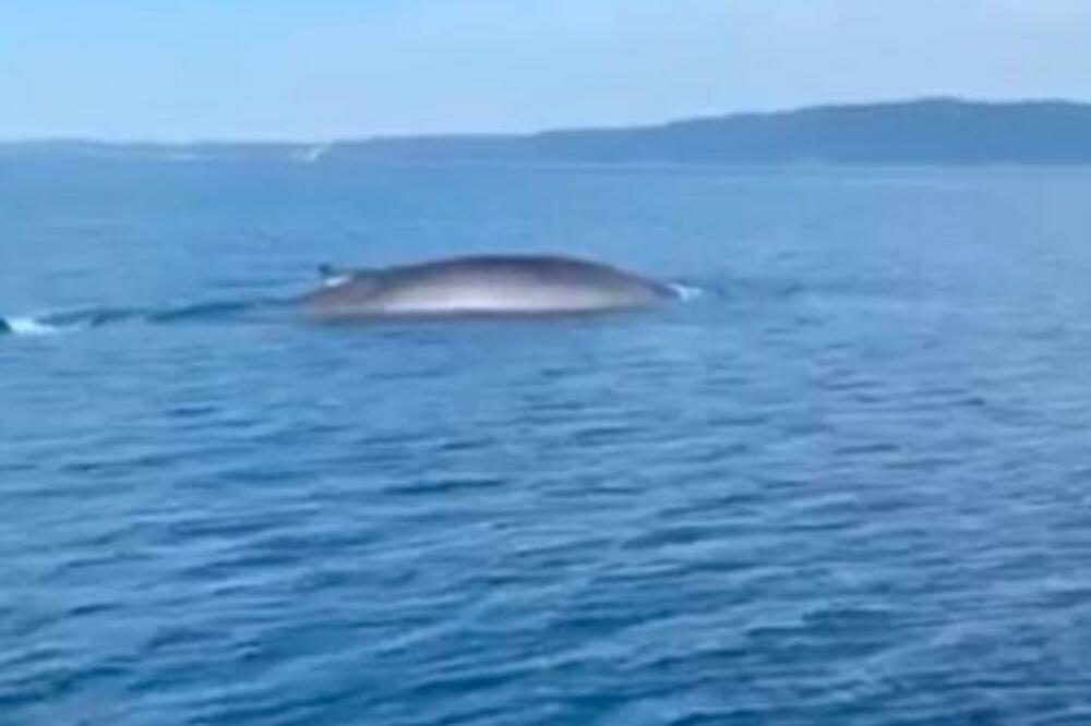 OGROMNA ŽIVOTINJA SNIMLJENA U JADRANSKOM MORU: Ljudi snimili, ŠTA je OVO BRE? (VIDEO)
