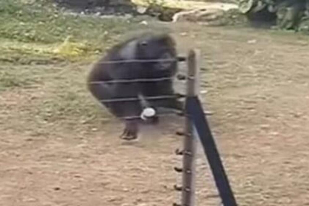 GAĐAO JE MAJMUNA FLAŠOM U GLAVU KOJI JE ODMAH UZVRATIO PALJBOM: Nećete VEROVATI kako se OSVETIO (VIDEO)