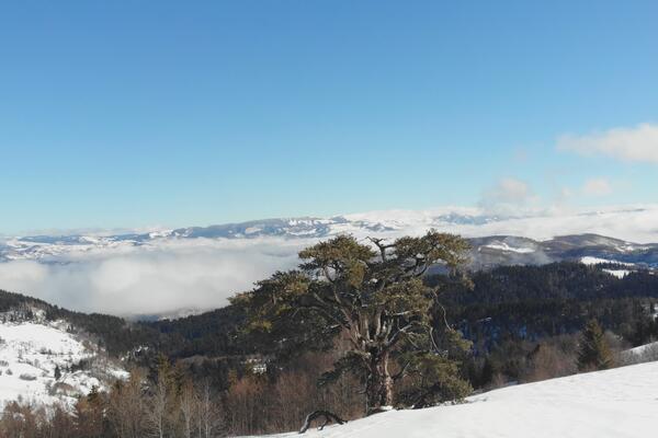 SIMBOL SRBIJE DUŽE OD 500 GODINA ODOLEVA NEDAĆAMA: Svi STRAHUJU za njegov život, a on se PONOSITO drži! (FOTO)