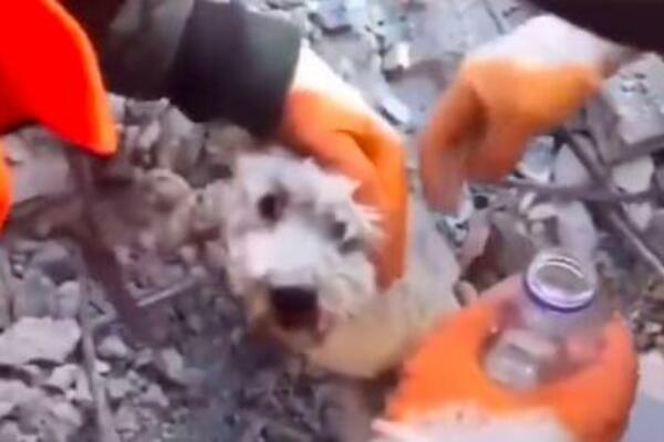 PAS PREŽIVEO ISPOD GOMILE ŠUTA: Spasioci pronašli nepovređenu životinju! (VIDEO)