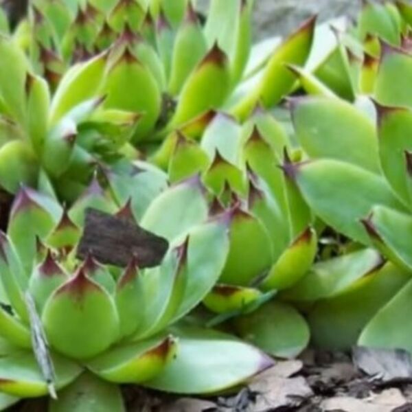 List čuvarkuće jela svako jutro pre doručka i kafe: Evo šta joj se desilo sa telom posle 30 dana