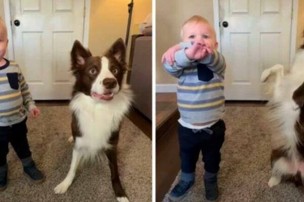 URNEBESAN SNIMAK ZAPALIO DRUŠTVENE MREŽE: Dečak i pas izvršavaju naredbe mame, ko je POSLUŠNIJI? (VIDEO)