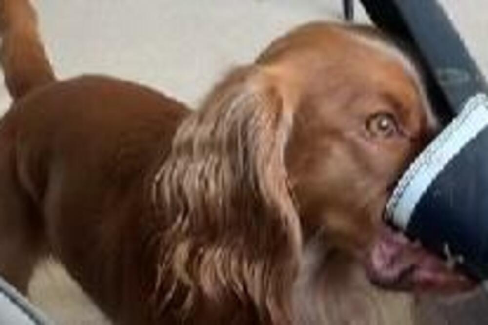 PAS POMISLIO DA JE SAM, PA SE MALO ZAIGRAO: Kada je shvatio da ga GLEDA VLASNICA nastao je HIT (VIDEO)