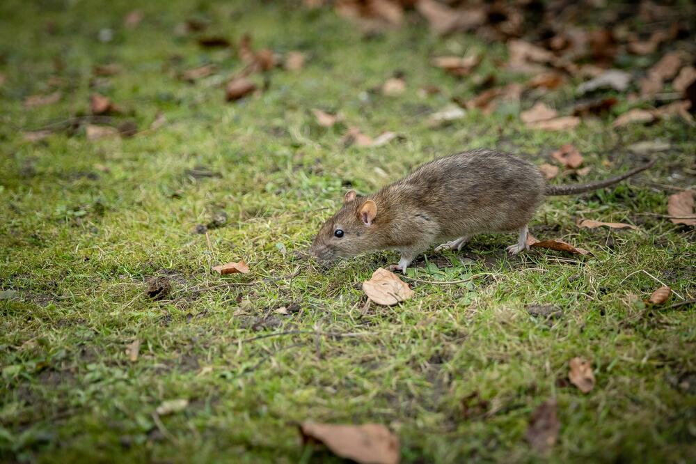 Bebe bliznakinje izujedali pacovi! Brat i sestra pronađeni sa jezivim ranama, ujedali ih do smrti, a roditelji...