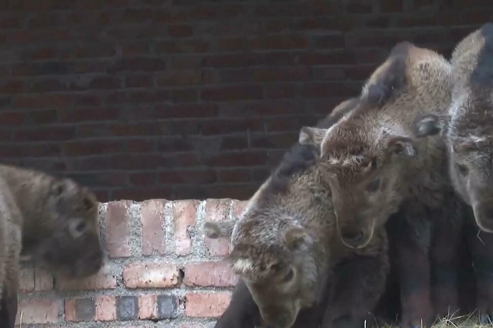 PROLEĆNI FESTIVAL U ŠANSIJU: Novorođene bebe sičuanskih takina! VIDEO