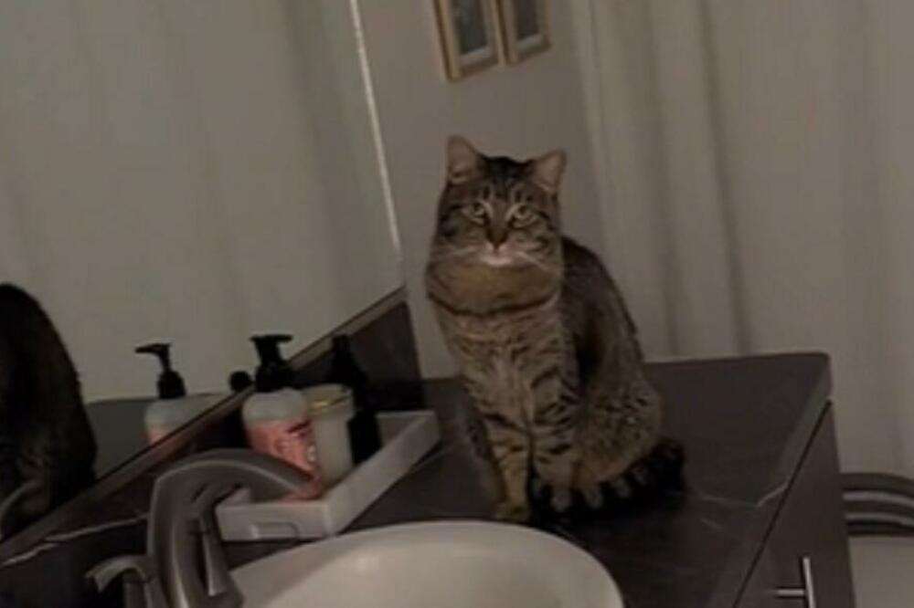 MAČKA SE POPELA NA LAVABO, OVO JE HIT: Htela da istera svoje i uradila je to na POTPUNO OTKAČEN NAČIN! (VIDEO)