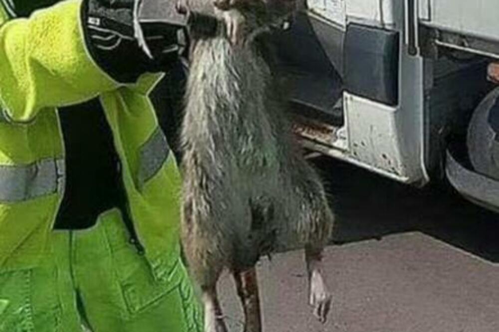 2017. GODINE SNIMLJENA JE DŽINOVSKA PACOVČINA U OVOJ EVROPSKOJ ZEMLJI: Svi su mu zavideli na VELIČINI (FOTO)