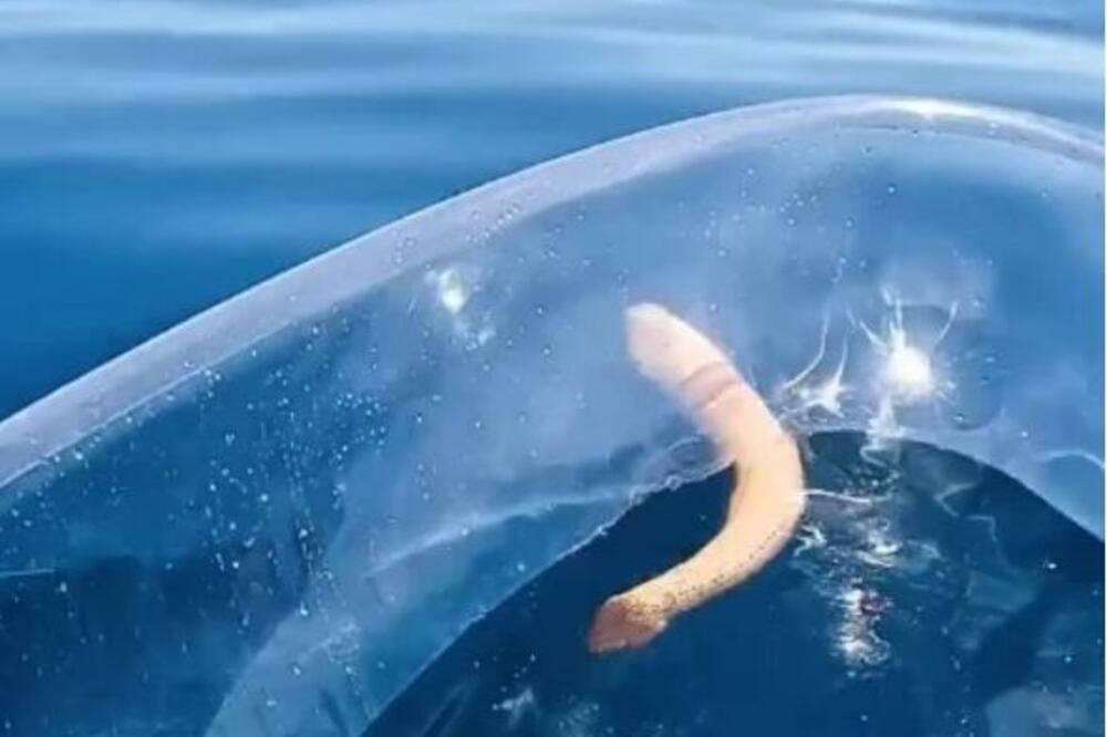 ŠTA JE, BRE, OVO? Pecaroš naleteo na BIZARNO STVORENJE, kažu da je SMRTONOSNO! (VIDEO)