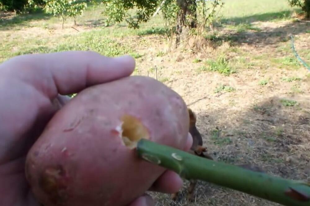 ZASADITE RUŽU U KROMPIRU NAKON 7 DANA DESIĆE SE PRAVO ČUDO: Ovome se niko nije nadao, FASCINANTNO (VIDEO)