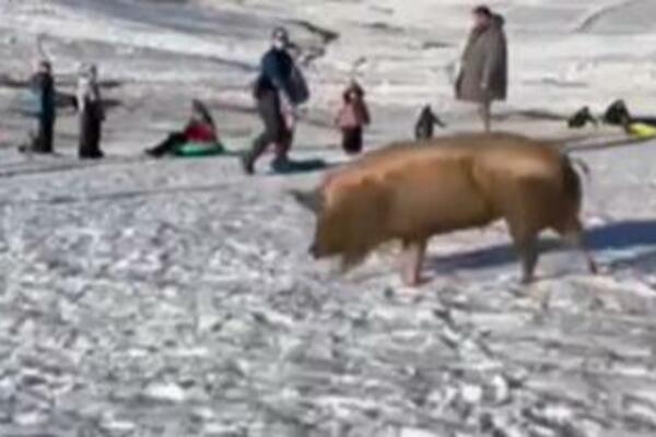 DECA SE BEZBRIŽNO SANKALA NA ZLATIBORU KAD IM SE NIOTKUDA POJAVILA ONA: Kaljava od blata uhvatila dah slobode!